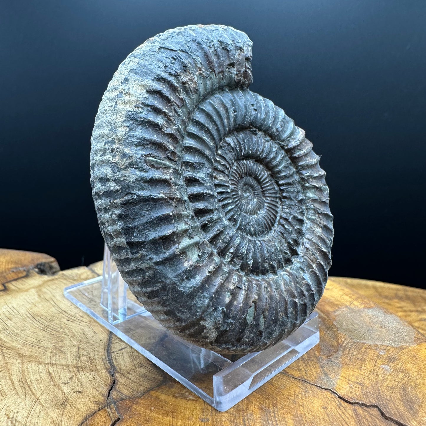 Dactylioceras Ammonite Fossil With box and Stand - Whitby, North Yorkshire Jurassic Coast Yorkshire Fossils