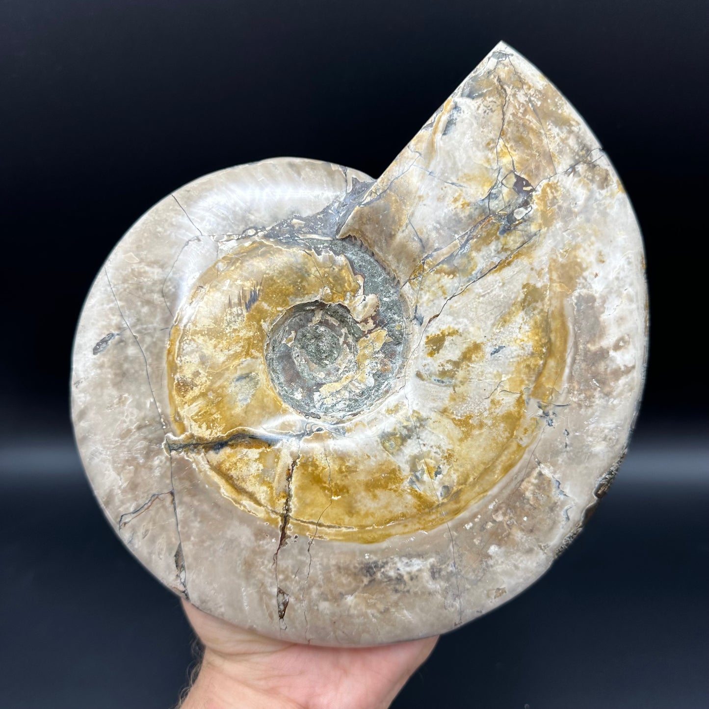 Cleoniceras Ammonite Fossil With Stand - Cretaceous Ammonite Madagascar