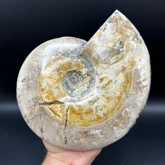 Cleoniceras Ammonite Fossil With Stand - Cretaceous Ammonite Madagascar