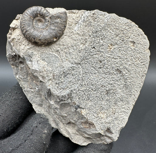 Grammoceras thoaurense Ammonite shell fossil with box and stand - Whitby, North Yorkshire, Yorkshire Fossils from the Jurassic Coast