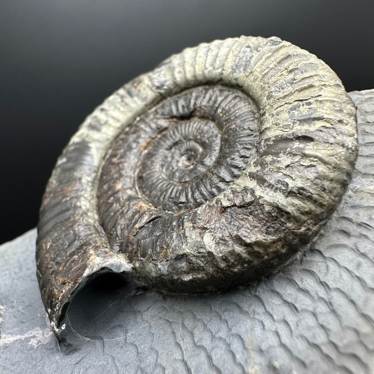 Dactylioceras Ammonite Fossil With Stand - Whitby, North Yorkshire Jurassic Coast Yorkshire Fossils