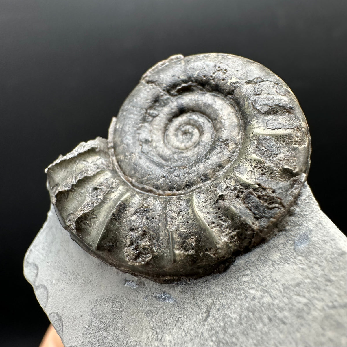 Arnioceras ammonite shell fossil with box and stand - Whitby, North Yorkshire Jurassic Coast Yorkshire Fossils