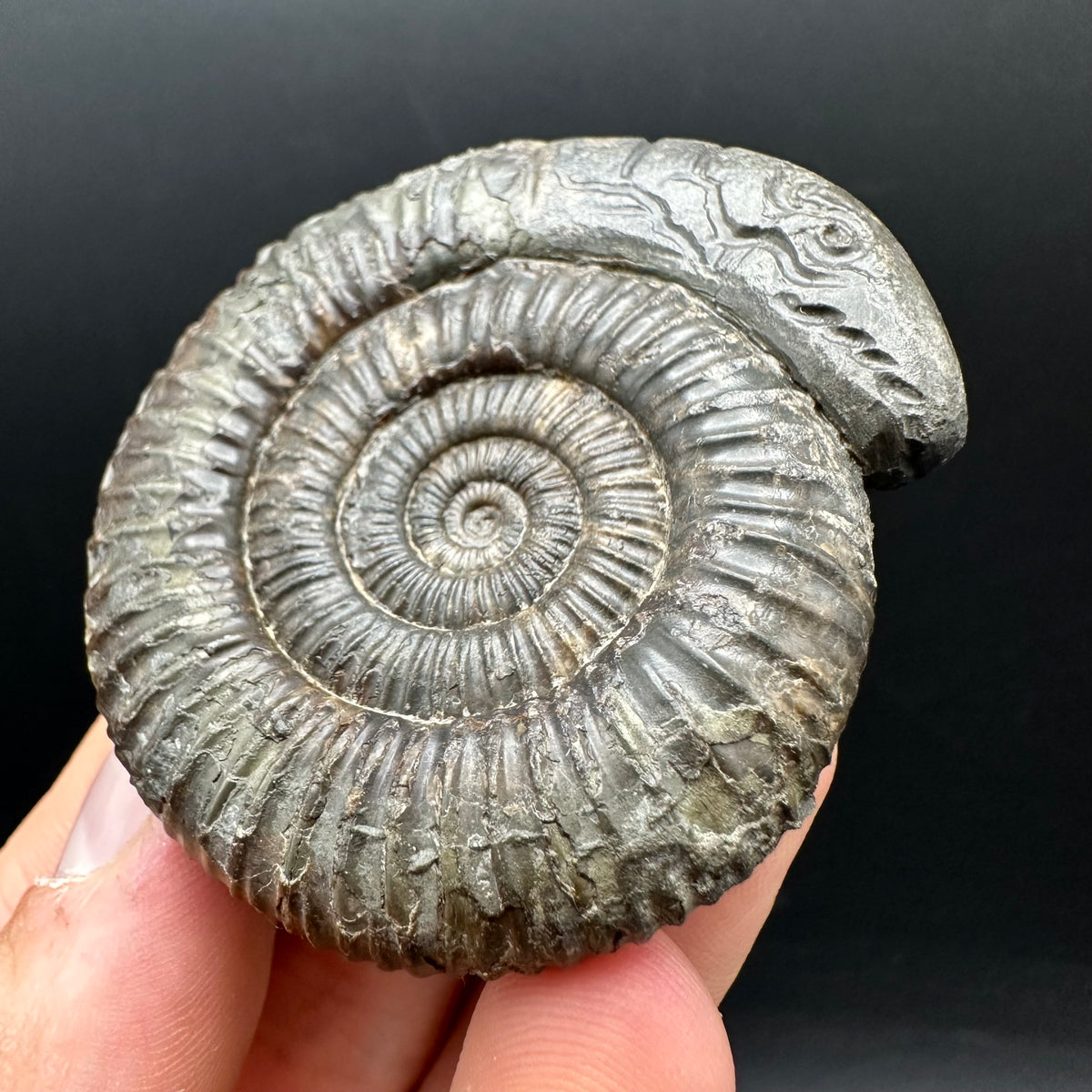 Snakestone Ammonite Fossil With Bag/Box And Stand - Whitby, North Yorkshire Jurassic Coast Yorkshire Fossils