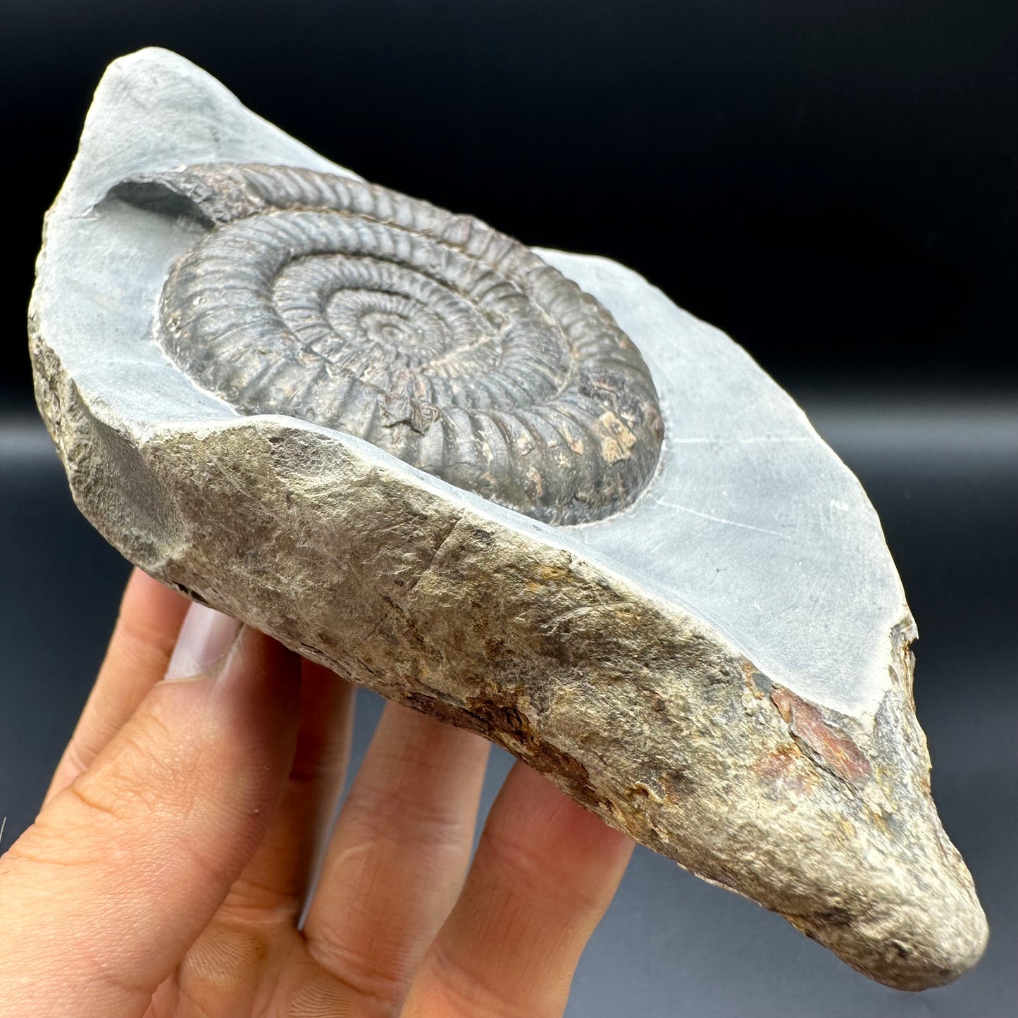 Dactylioceras Ammonite Fossil - Whitby, North Yorkshire Jurassic Coast Yorkshire Fossils