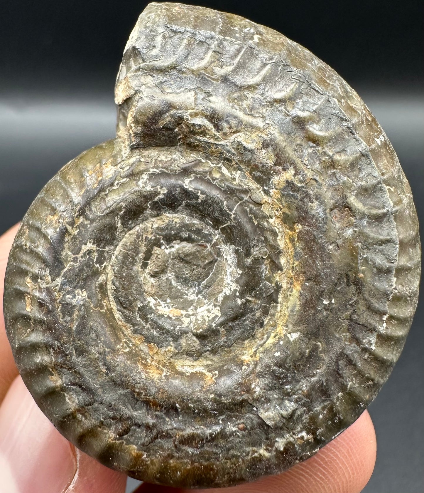 Hildoceras Bifrons Ammonite fossil with box and stand - Whitby, North Yorkshire Jurassic Coast, Yorkshire Fossils from the Jurassic Coast