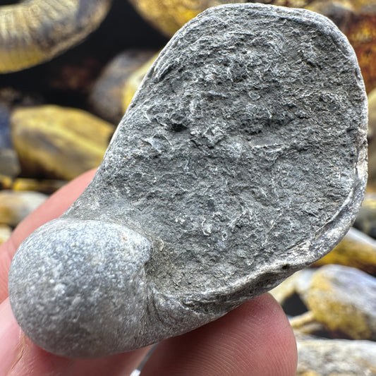 Yorkshire Fossils / £20 and under – Yorkshire.Fossils