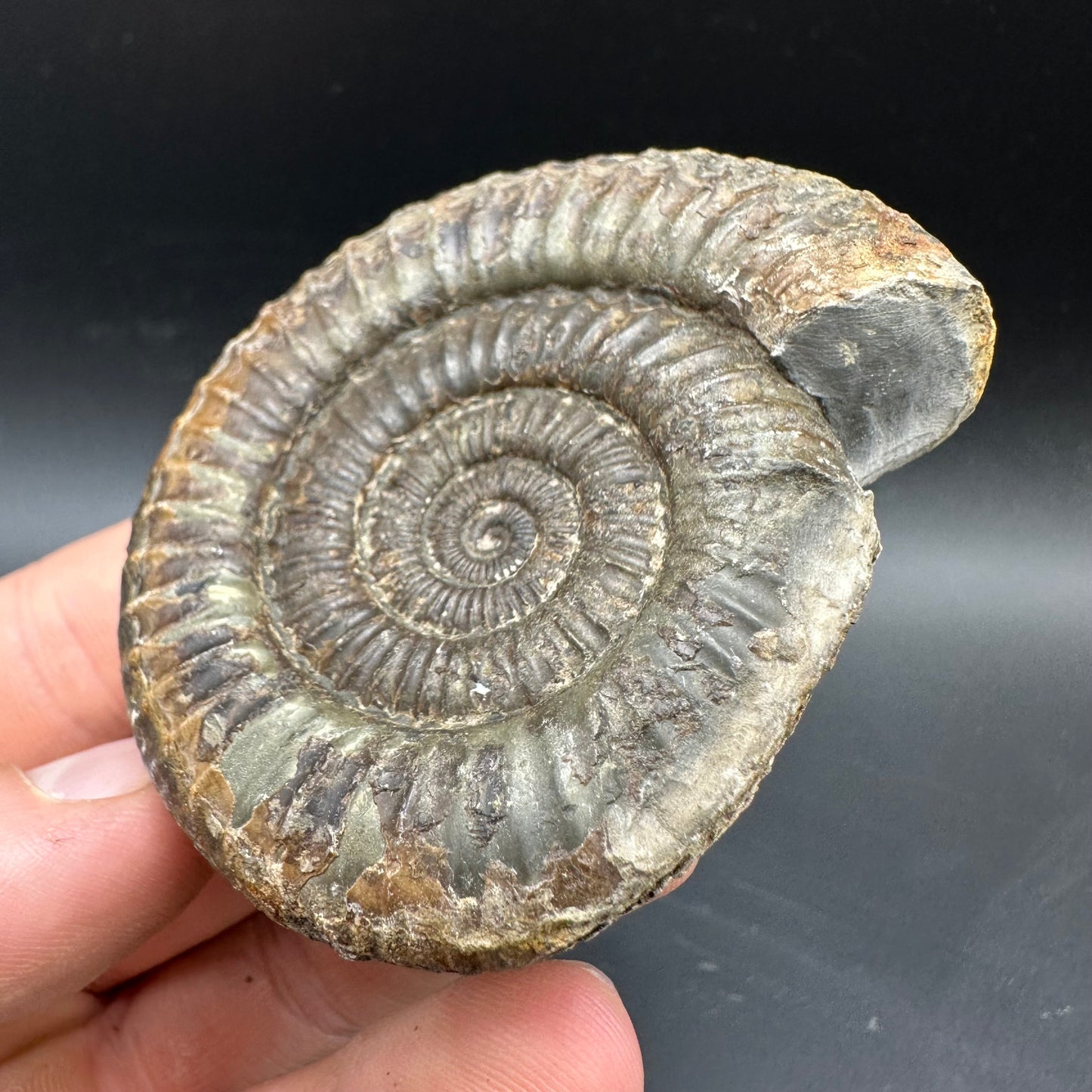 Dactylioceras Ammonite Fossil With box and Stand - Whitby, North Yorkshire Jurassic Coast Yorkshire Fossils