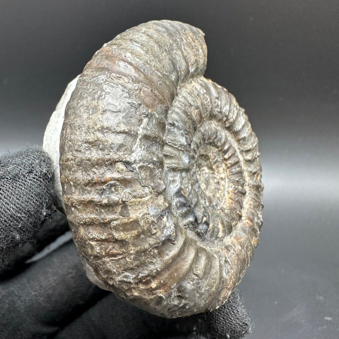 Catacoeloceras Sp. ammonite fossil with box and stand- Whitby, North Yorkshire Jurassic Coast Yorkshire Fossils
