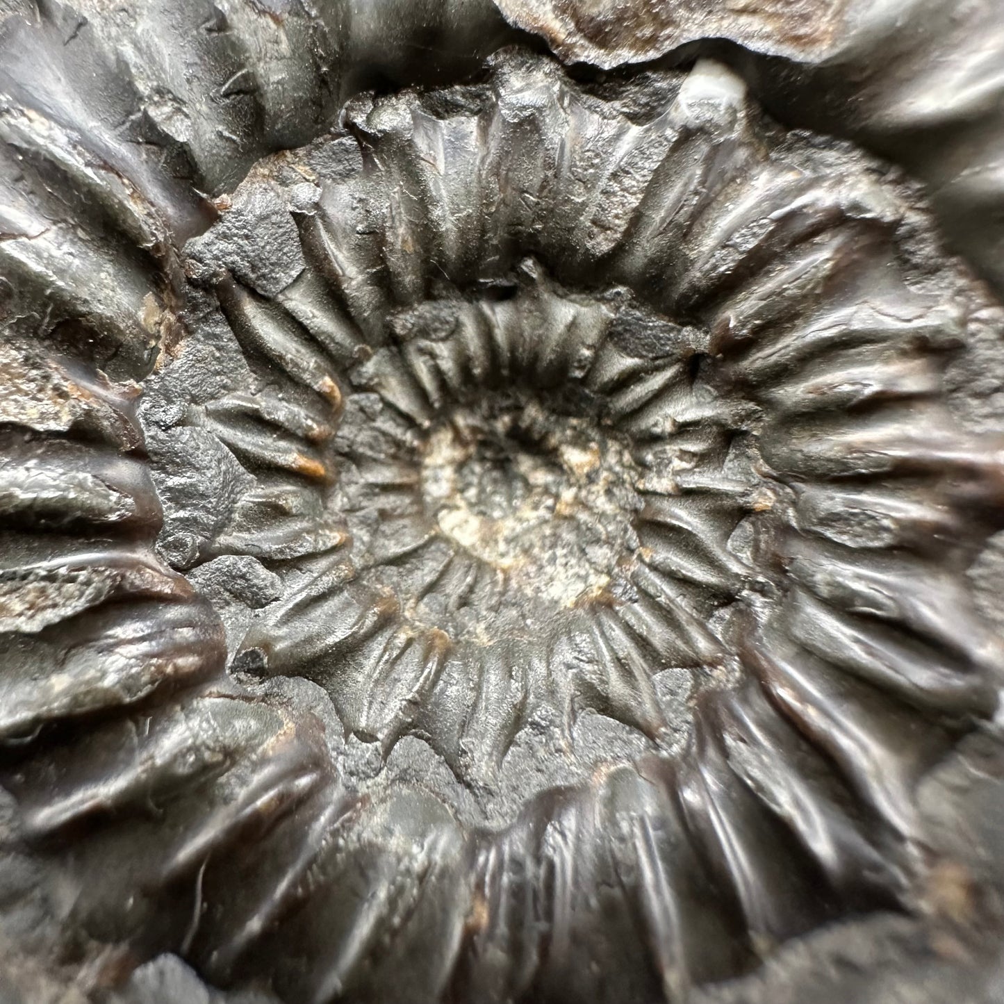 Peronoceras Sp. Ammonite fossil with box and stand - Whitby, North Yorkshire Jurassic Coast Yorkshire Fossils