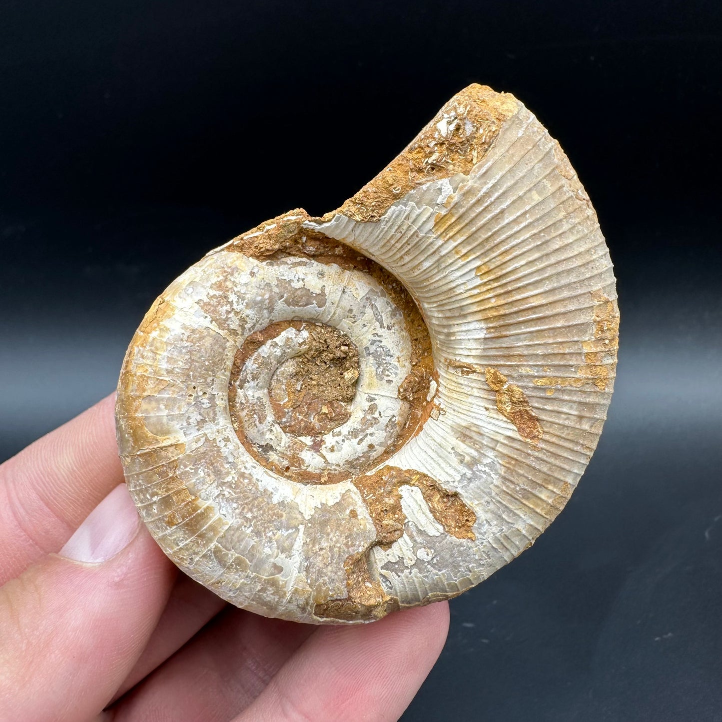 Lytoceras Ammonite Fossil With Box And Stand - Cretaceous Ammonite Madagascar