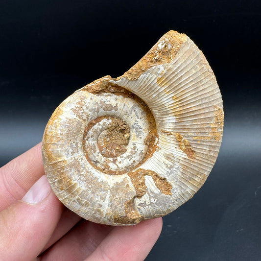 Lytoceras Ammonite Fossil With Box And Stand - Cretaceous Ammonite Madagascar