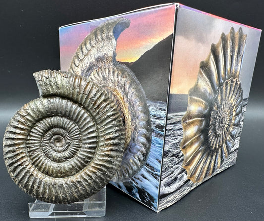 Dactylioceras Ammonite Fossil With Box And Stand - Whitby, North Yorkshire Jurassic Coast Yorkshire Fossils