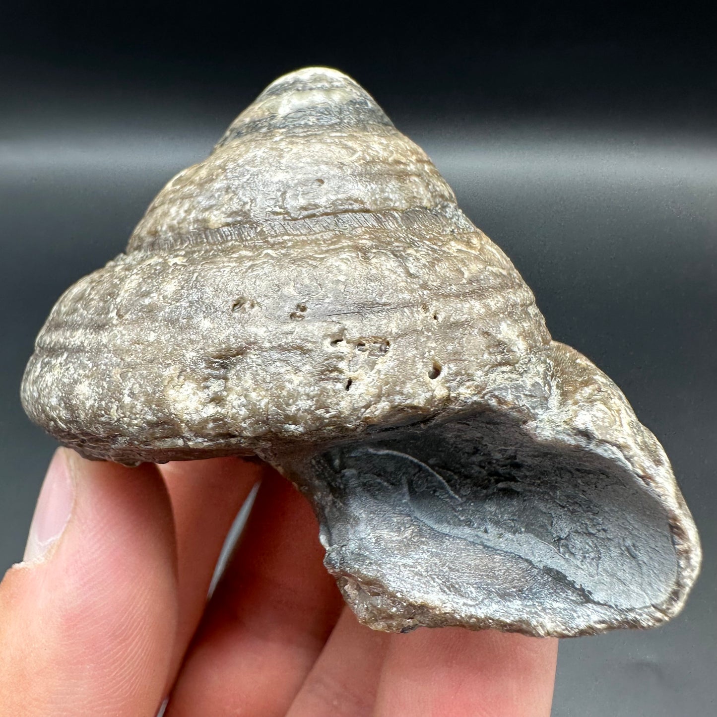 Gastropod Fossil Shell With Tin And Stand - Whitby, North Yorkshire, Jurassic Coast, Yorkshire Fossils