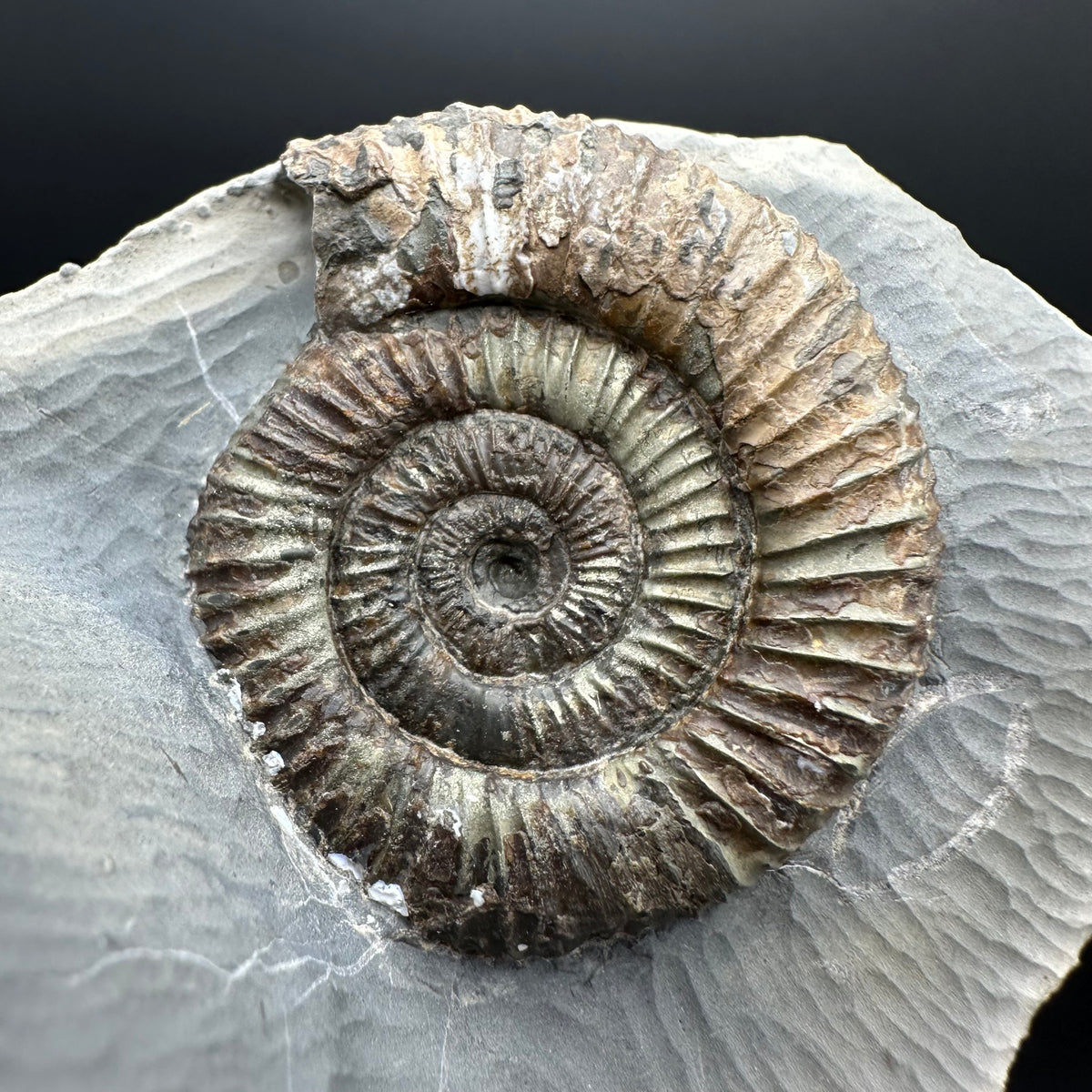Dactylioceras Ammonite Fossil With Stand - Whitby, North Yorkshire Jurassic Coast Yorkshire Fossils