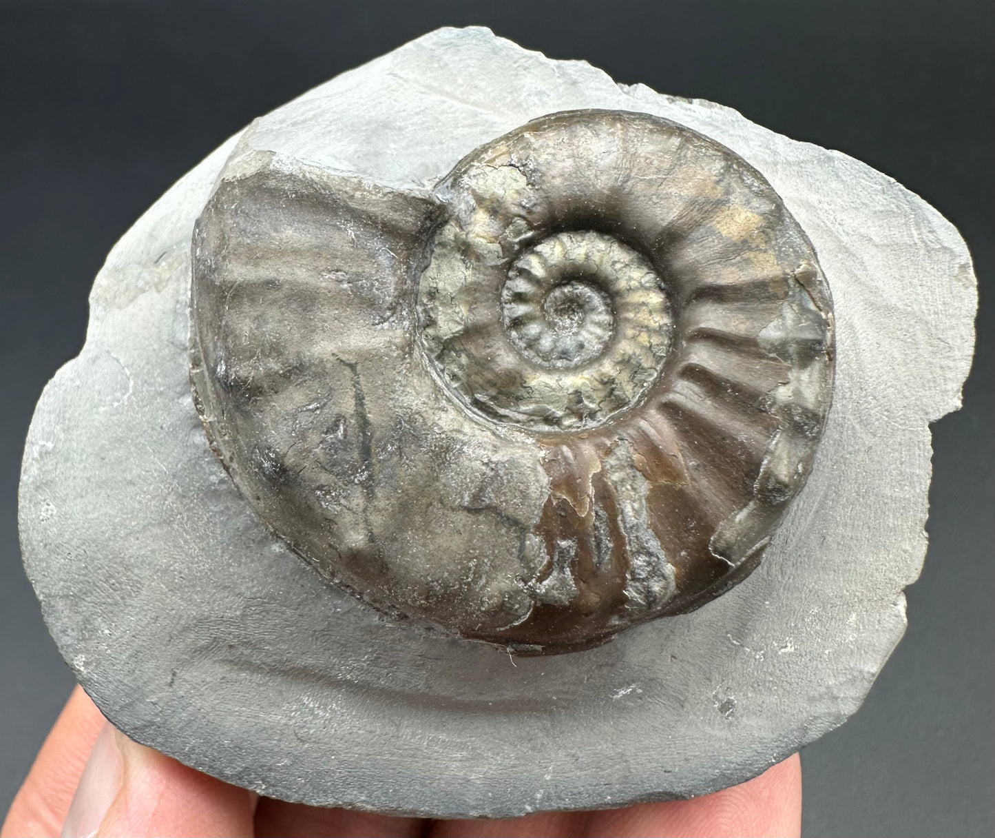 Agassiceras sp. ammonite fossil with box and stand - Whitby, North Yorkshire Jurassic Coast Yorkshire Fossils