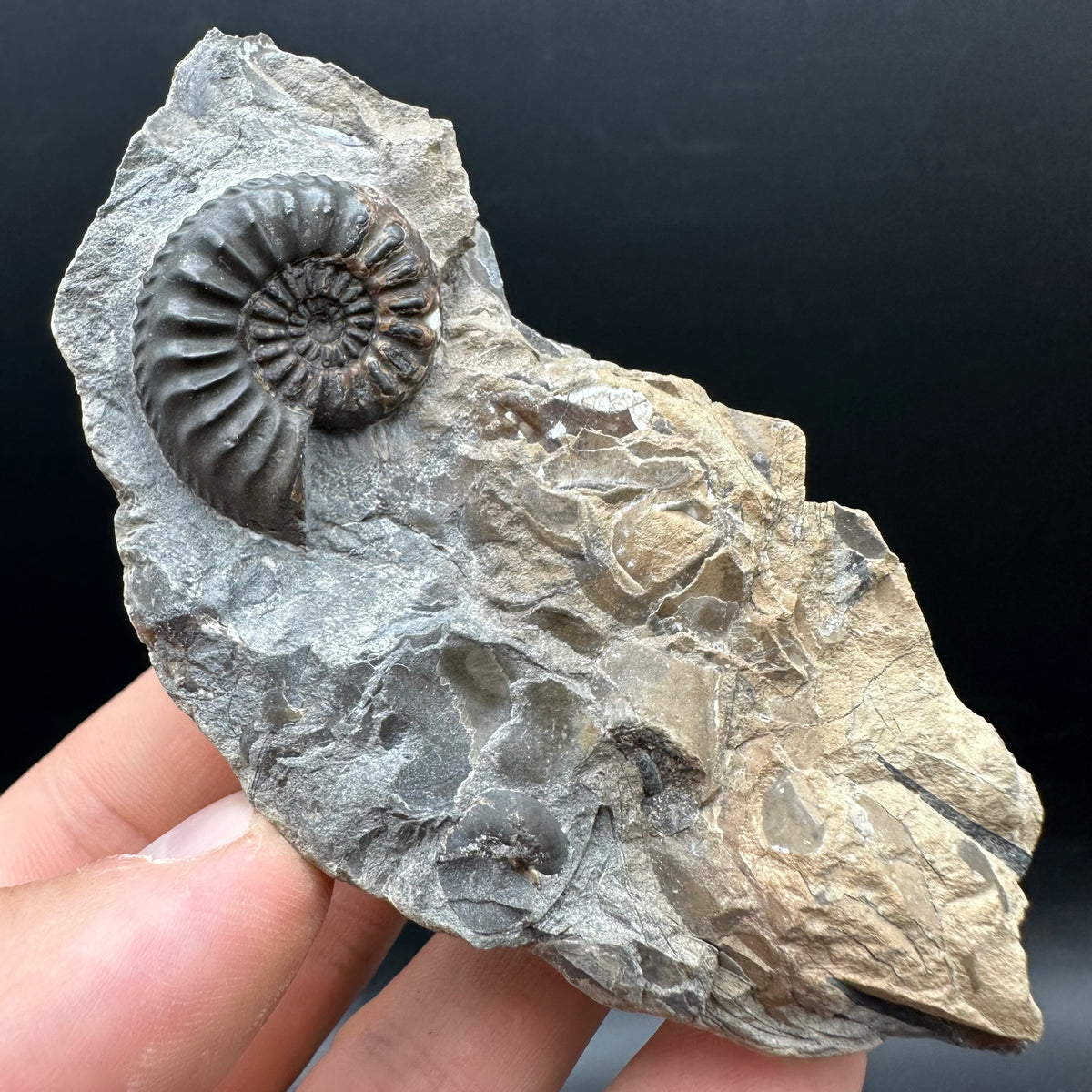 Amaltheus subnodosus Ammonite fossil with stand - Whitby, North Yorkshire Jurassic Coast Yorkshire Fossils