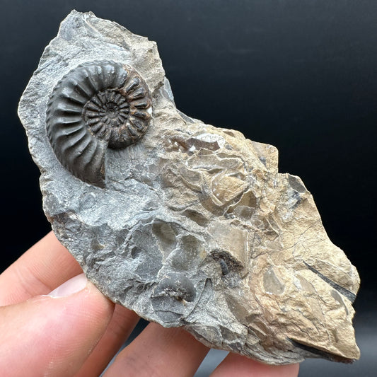 Amaltheus subnodosus Ammonite fossil with stand - Whitby, North Yorkshire Jurassic Coast Yorkshire Fossils