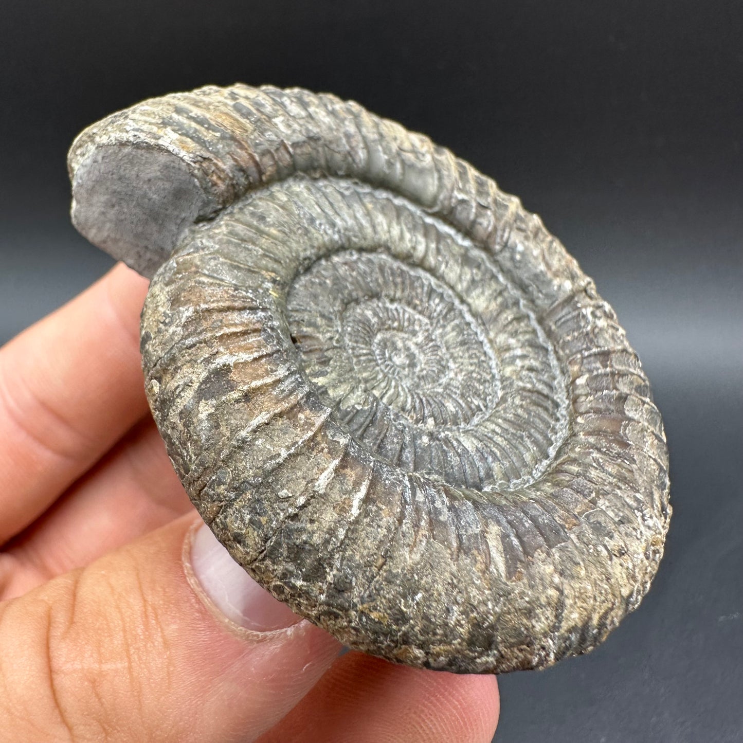 Dactylioceras Ammonite Fossil With Box And Stand - Whitby, North Yorkshire Jurassic Coast Yorkshire Fossils