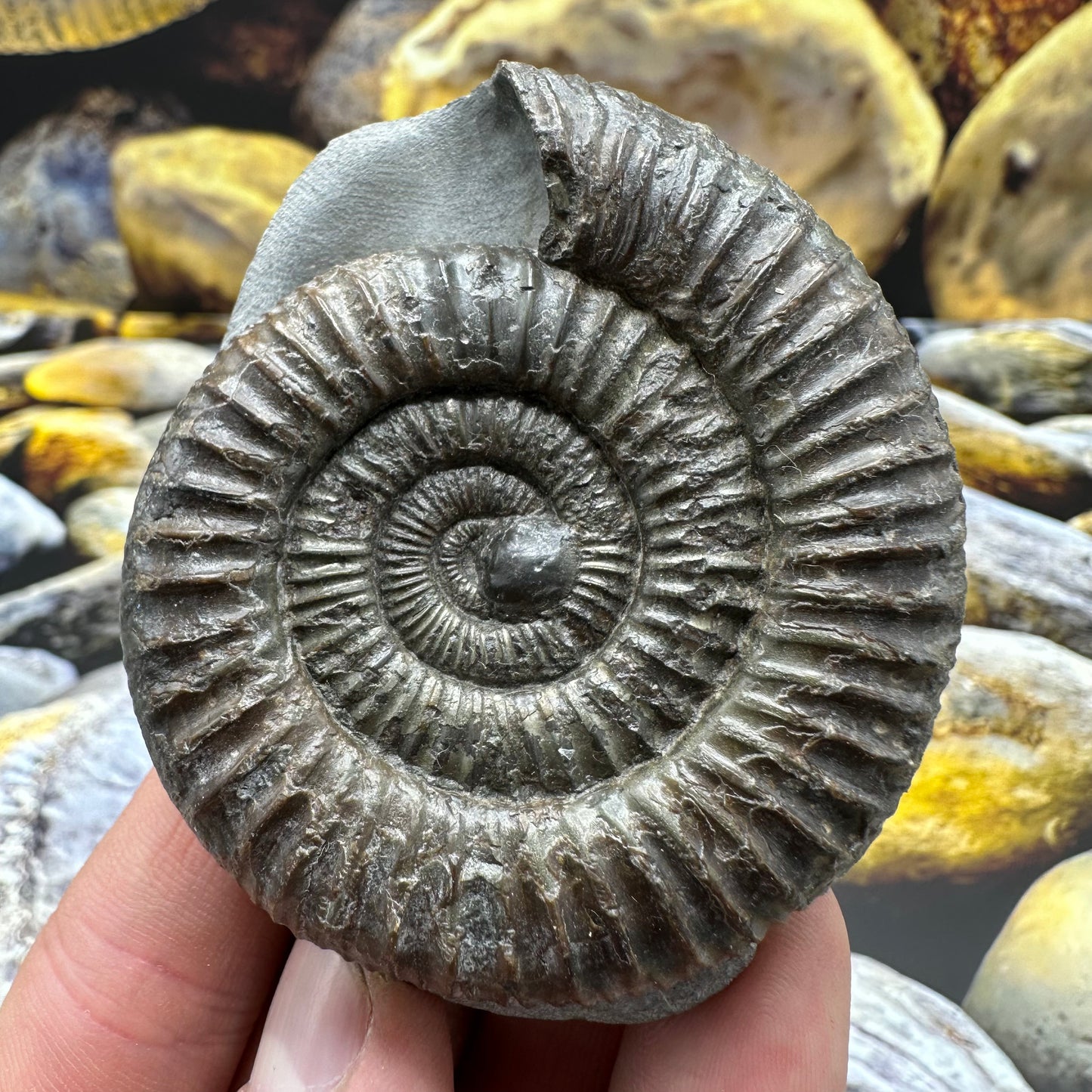 Dactylioceras ammonite fossil - Whitby, North Yorkshire Jurassic Coast