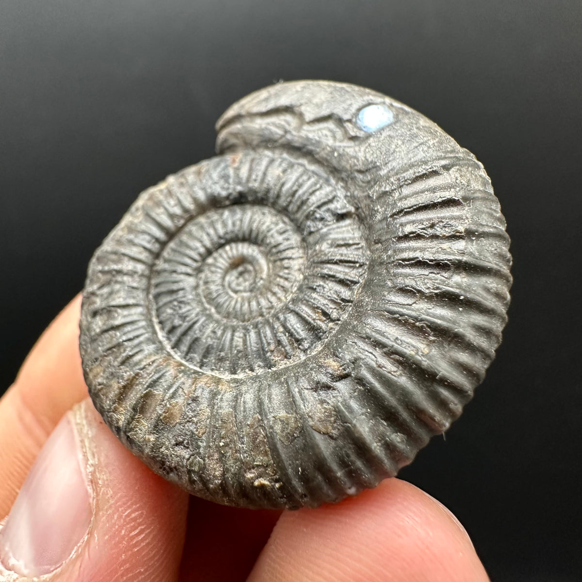 Snakestone Ammonite Fossil With Bag/Box And Stand - Whitby, North Yorkshire Jurassic Coast Yorkshire Fossils