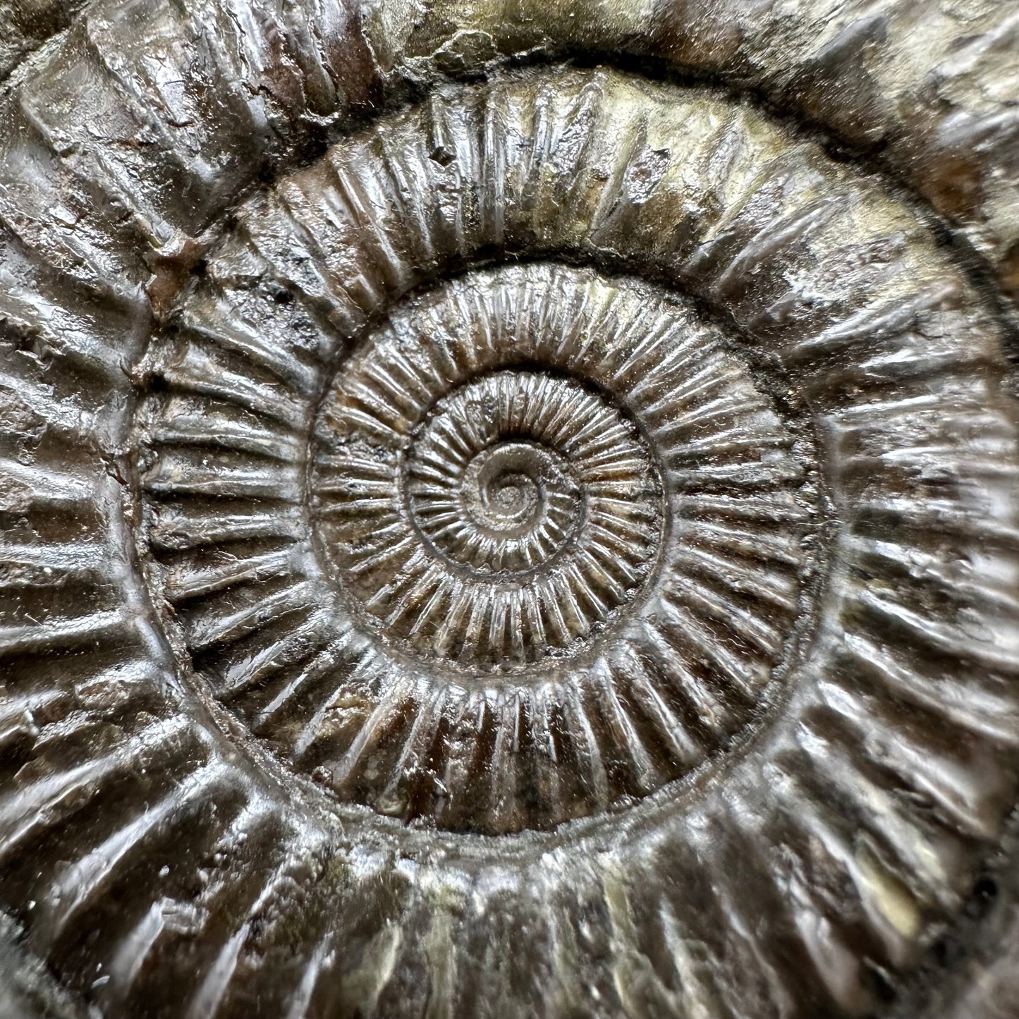 Dactylioceras Ammonite Fossil With Box And Stand - Whitby, North Yorkshire Jurassic Coast Yorkshire Fossils