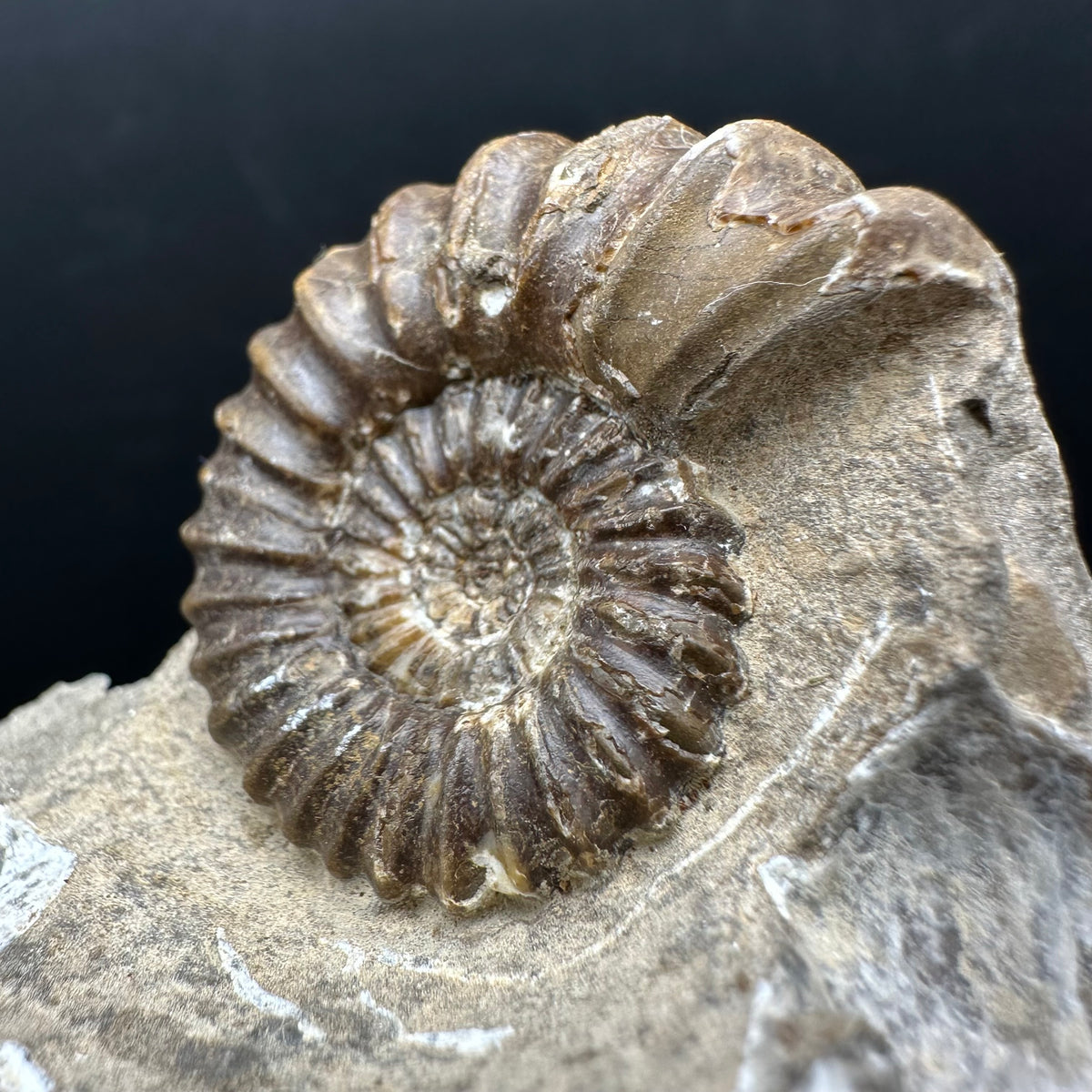 Androgynoceras capricornus Ammonite Fossil With Stand - Whitby, North Yorkshire Jurassic Coast Yorkshire Fossils