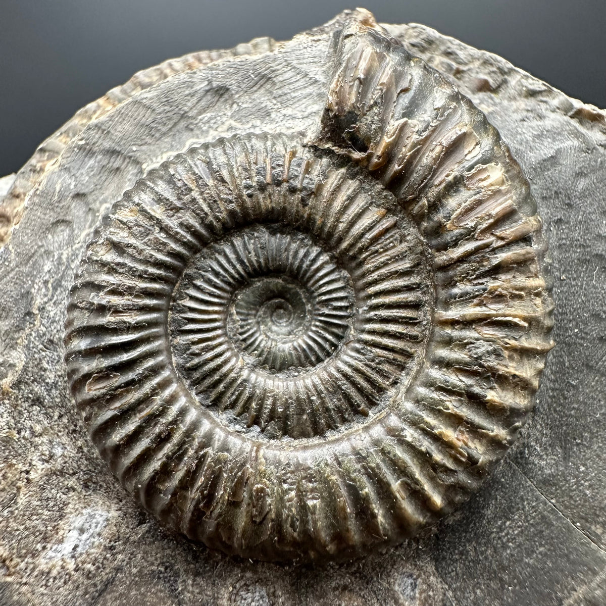 Dactylioceras Ammonite Fossil With box and Stand - Whitby, North Yorkshire Jurassic Coast Yorkshire Fossils