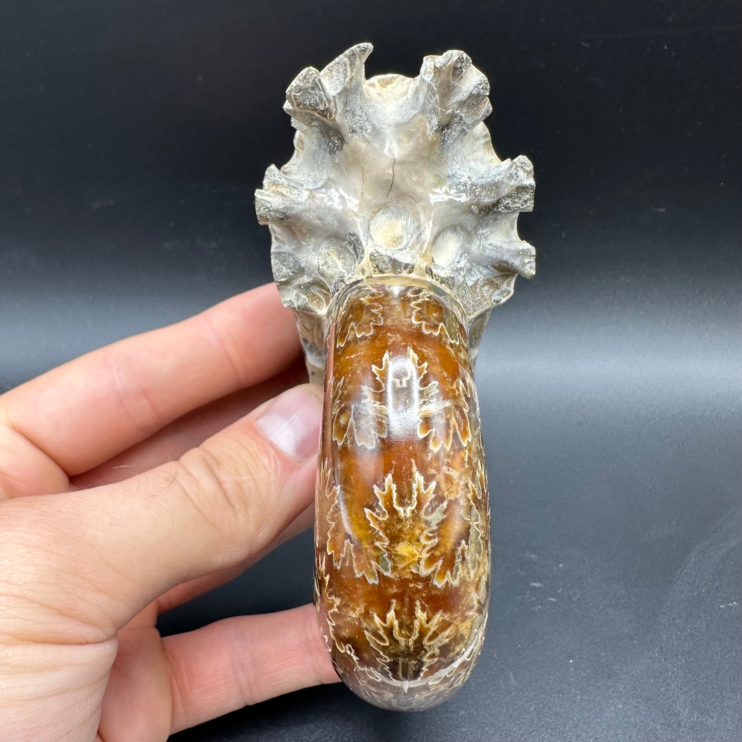 Puzosia Ammonite Fossil With Box And Stand - Cretaceous Ammonite Madagascar