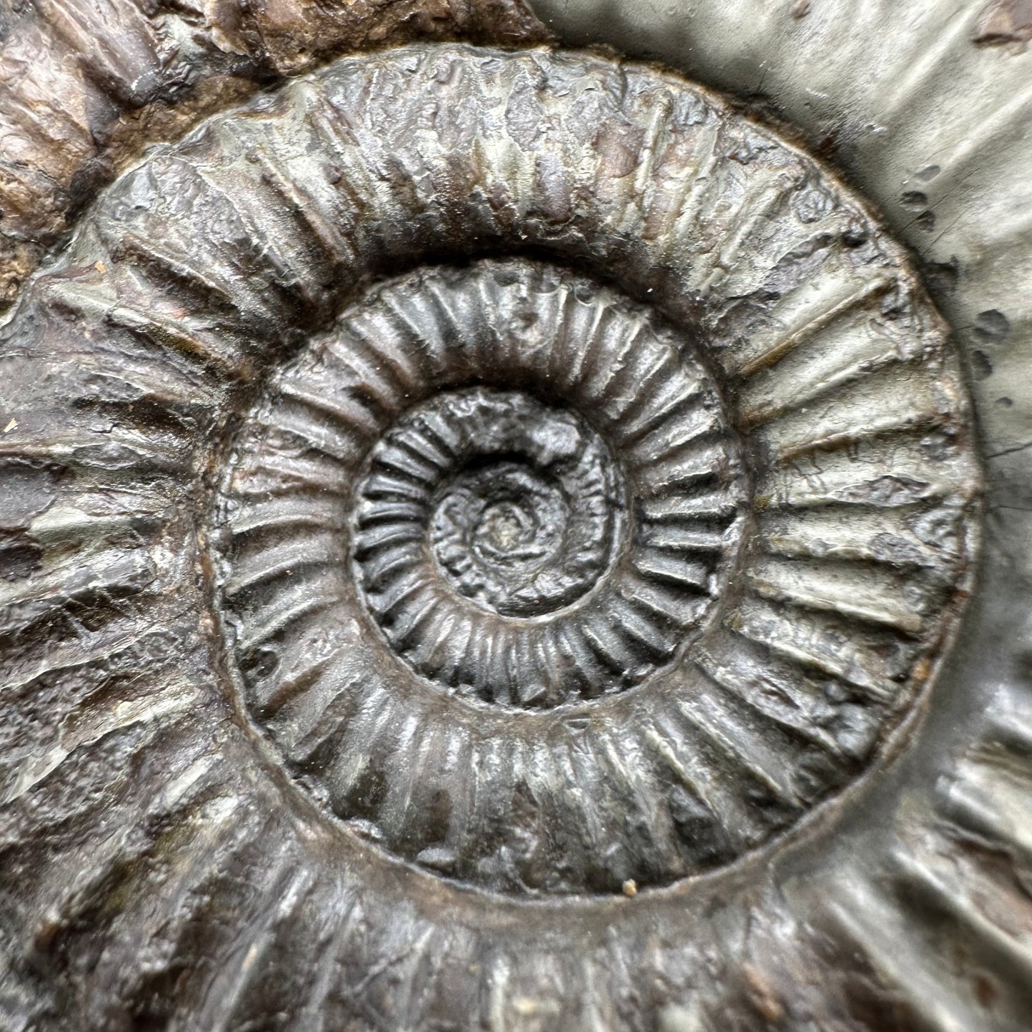 Catacoeloceras Sp. ammonite fossil with box and stand- Whitby, North Yorkshire Jurassic Coast Yorkshire Fossils