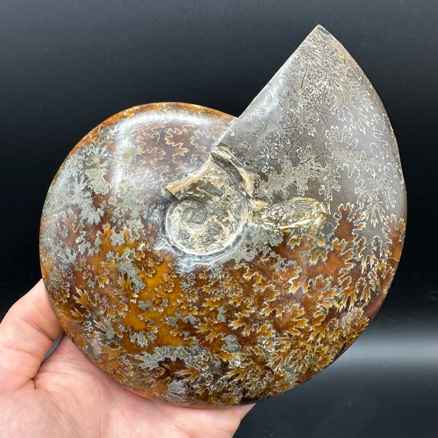 Cleoniceras Ammonite Fossil With Stand - Cretaceous Ammonite Madagascar
