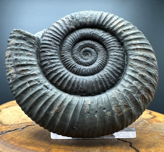 Dactylioceras Ammonite Fossil With box and Stand - Whitby, North Yorkshire Jurassic Coast Yorkshire Fossils