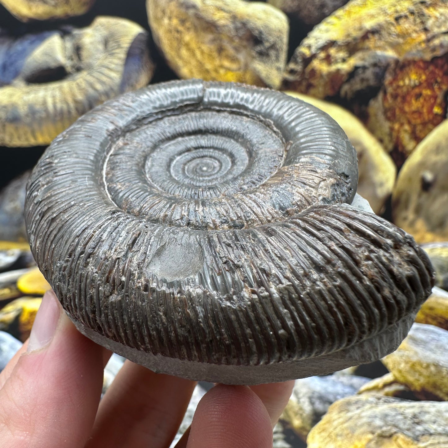 Dactylioceras tenuicostatum ammonite fossil - Whitby, North Yorkshire Jurassic Coast Yorkshire Fossils