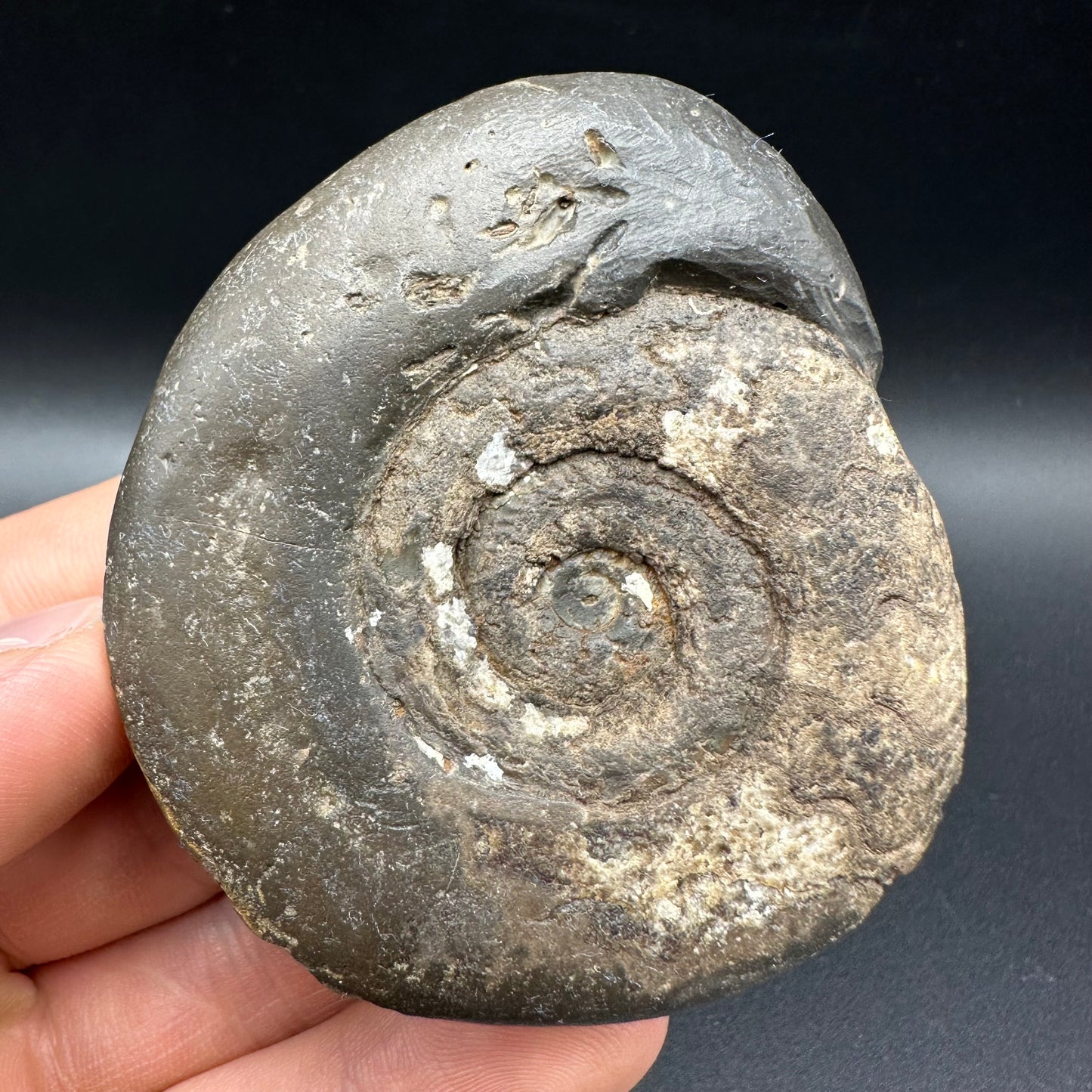 Snakestone Ammonite Fossil With Bag/Box And Stand - Whitby, North Yorkshire Jurassic Coast Yorkshire Fossils