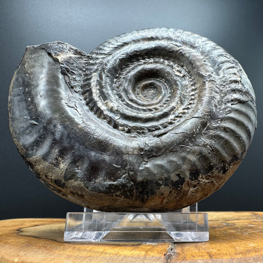 Hildoceras Bifrons Ammonite fossil with box and stand - Whitby, North Yorkshire Jurassic Coast, Yorkshire Fossils from the Jurassic Coast