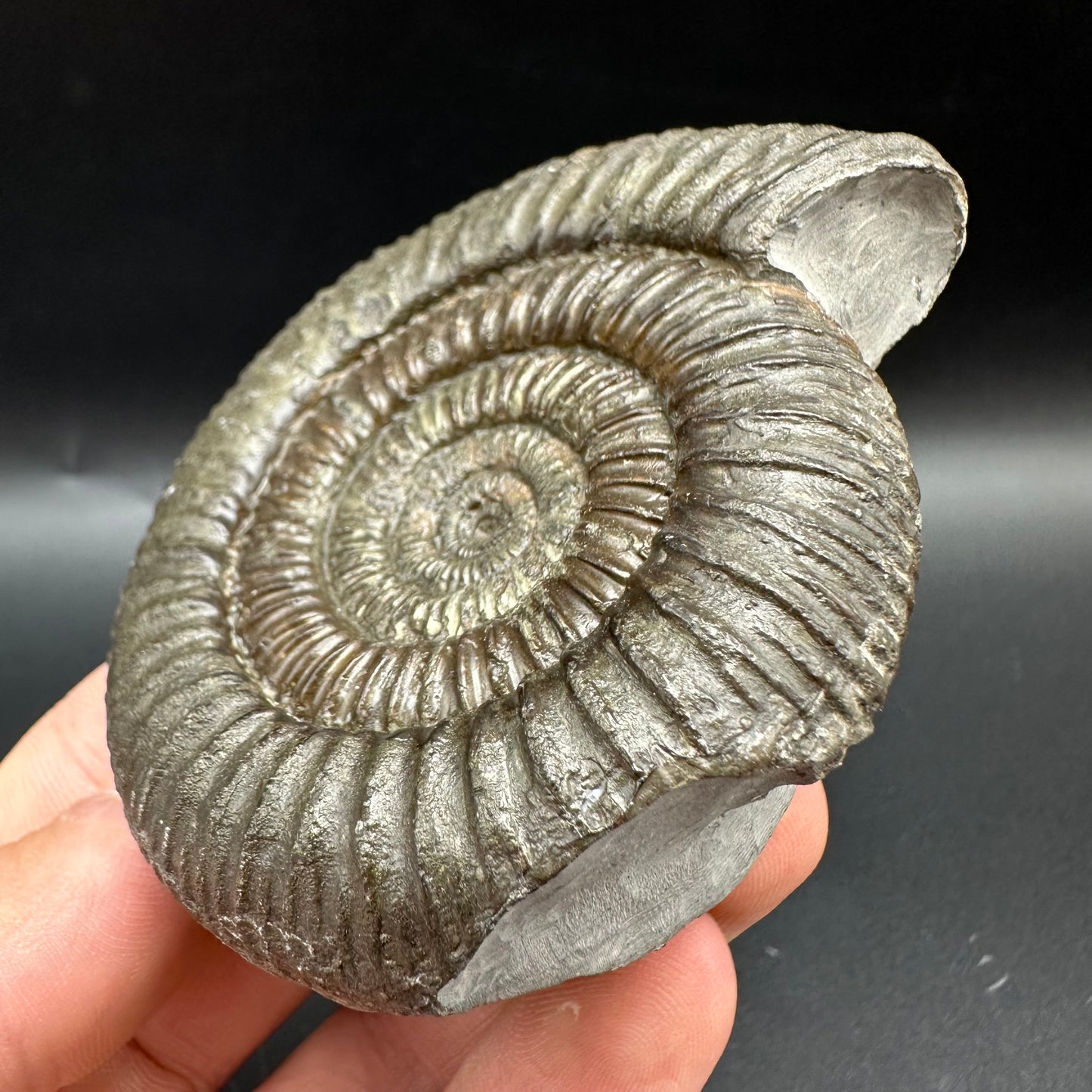 Dactylioceras Ammonite Fossil With Box And Stand - Whitby, North Yorkshire Jurassic Coast Yorkshire Fossils