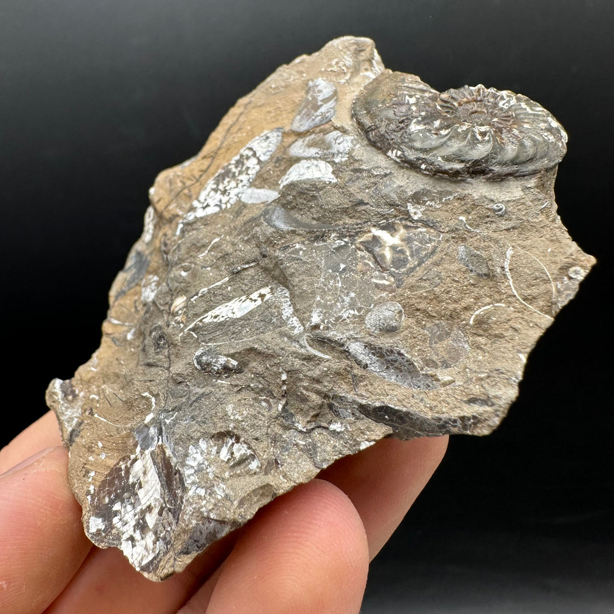 Amaltheus subnodosus Ammonite fossil with stand - Whitby, North Yorkshire Jurassic Coast Yorkshire Fossils