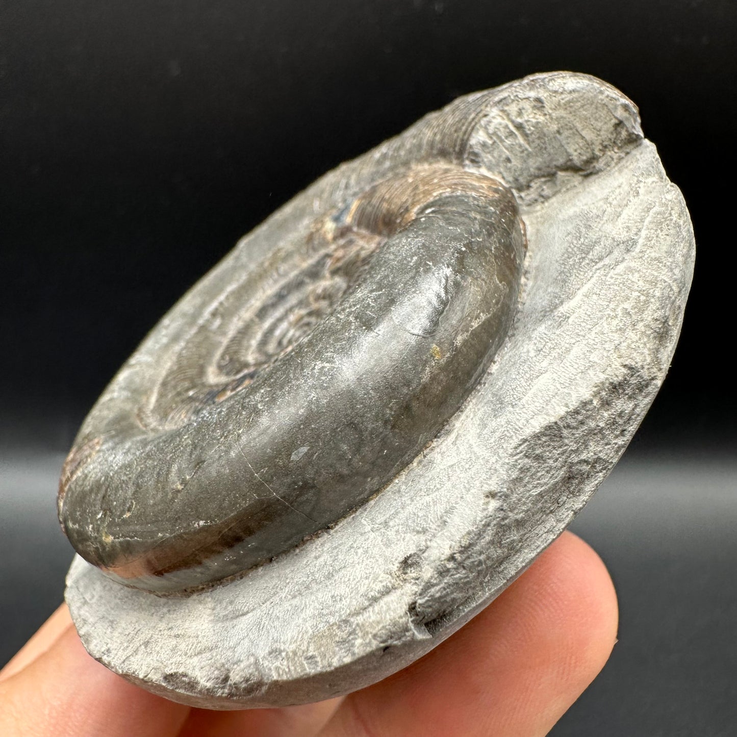 Dactylioceras tenuicostatum Ammonite fossil with box and stand - Whitby, North Yorkshire Jurassic Coast