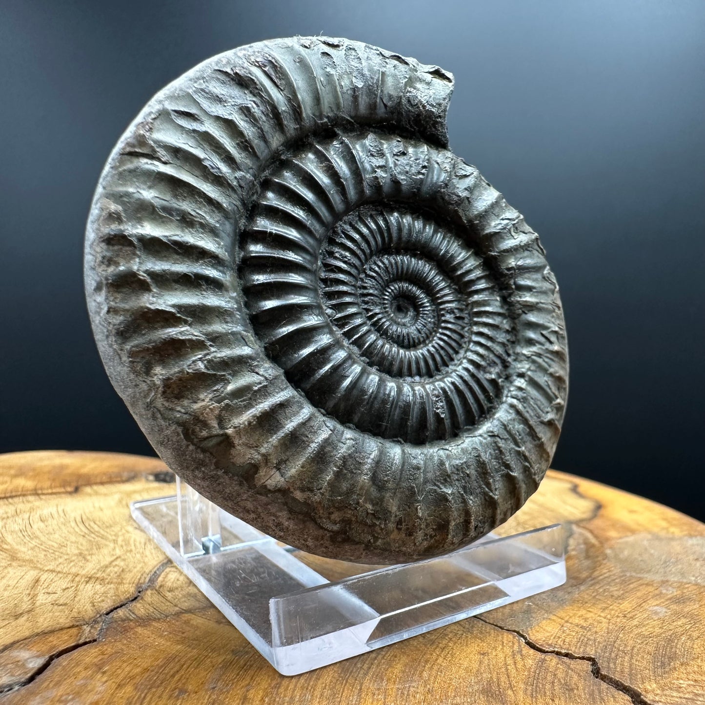 Dactylioceras Ammonite Fossil With box and Stand - Whitby, North Yorkshire Jurassic Coast Yorkshire Fossils