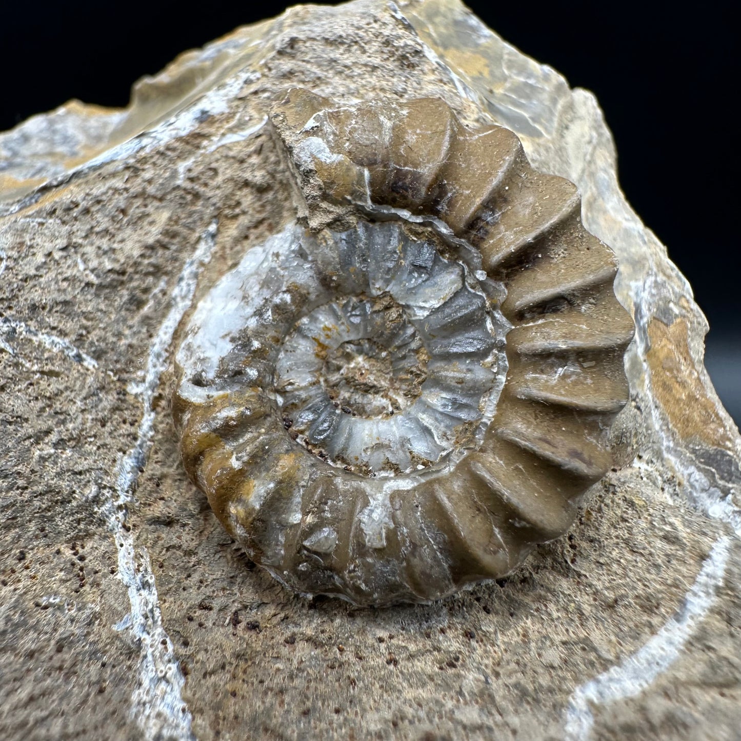 Androgynoceras capricornus Ammonite fossil with box and stand - Whitby, North Yorkshire Jurassic Coast Yorkshire Fossils