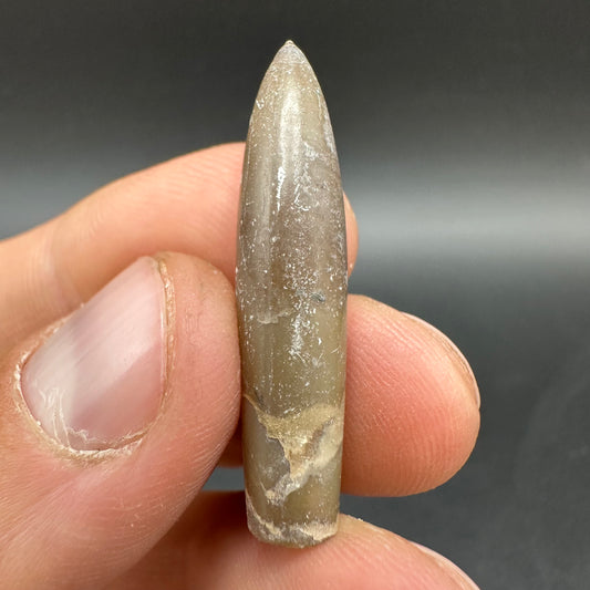 Hibolite (Fossil Squid) shell fossil - Whitby, North Yorkshire Jurassic Coast Yorkshire Fossils