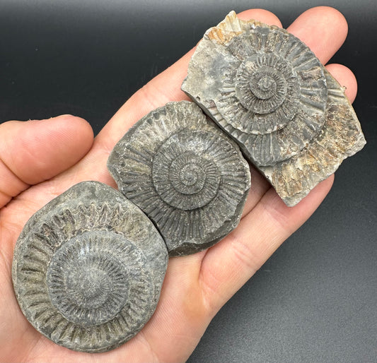 Dactylioceras imprint (negative) bundle ammonite shell fossil with box - Whitby, North Yorkshire, Yorkshire Fossils