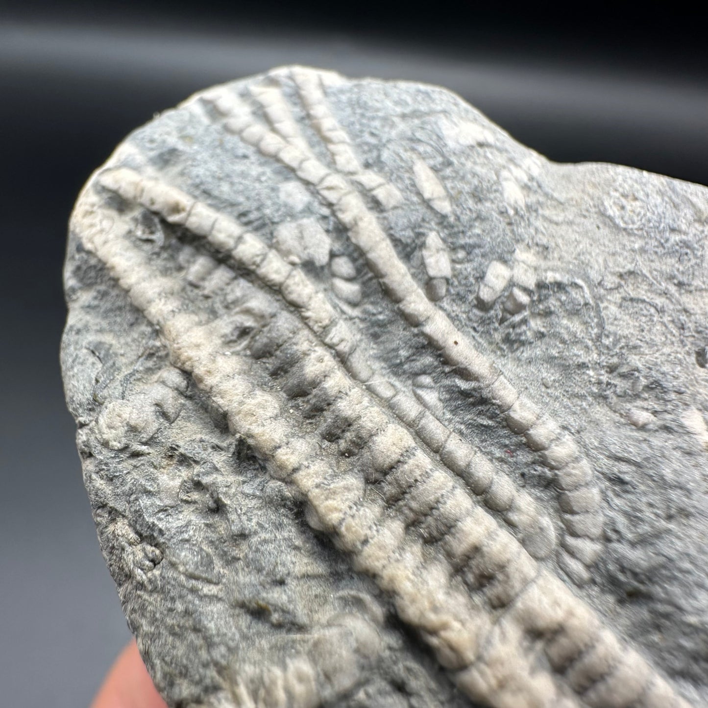 Crinoid fossil with box and stand - Whitby, North Yorkshire, Jurassic Coast, Yorkshire Fossils