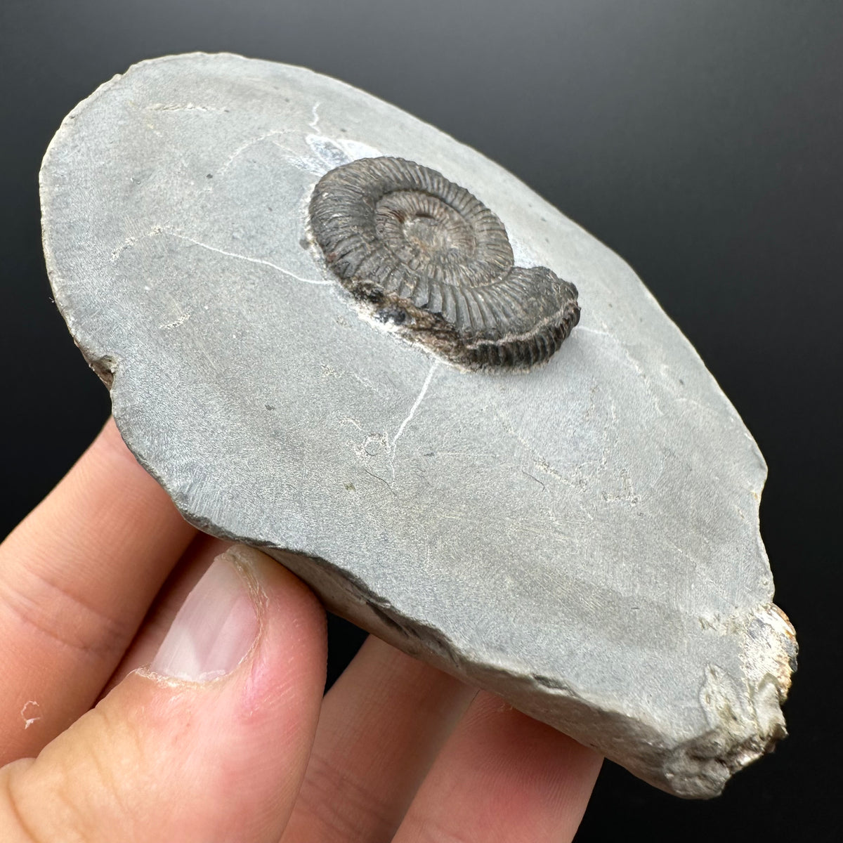 Dactylioceras Ammonite Fossil With box and Stand - Whitby, North Yorkshire Jurassic Coast Yorkshire Fossils