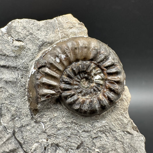 Amaltheus subnodosus Ammonite fossil with box and stand - Whitby, North Yorkshire Jurassic Coast Yorkshire Fossils