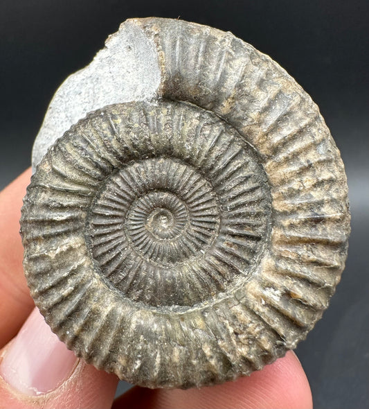 Dactylioceras Ammonite Fossil With Box And Stand - Whitby, North Yorkshire Jurassic Coast Yorkshire Fossils