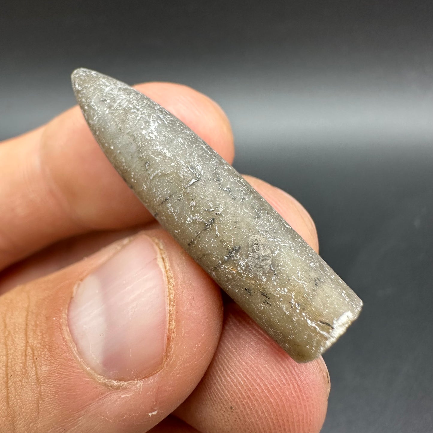Belemnite (Fossil Squid) shell fossil - Whitby, North Yorkshire Jurassic Coast Yorkshire Fossils