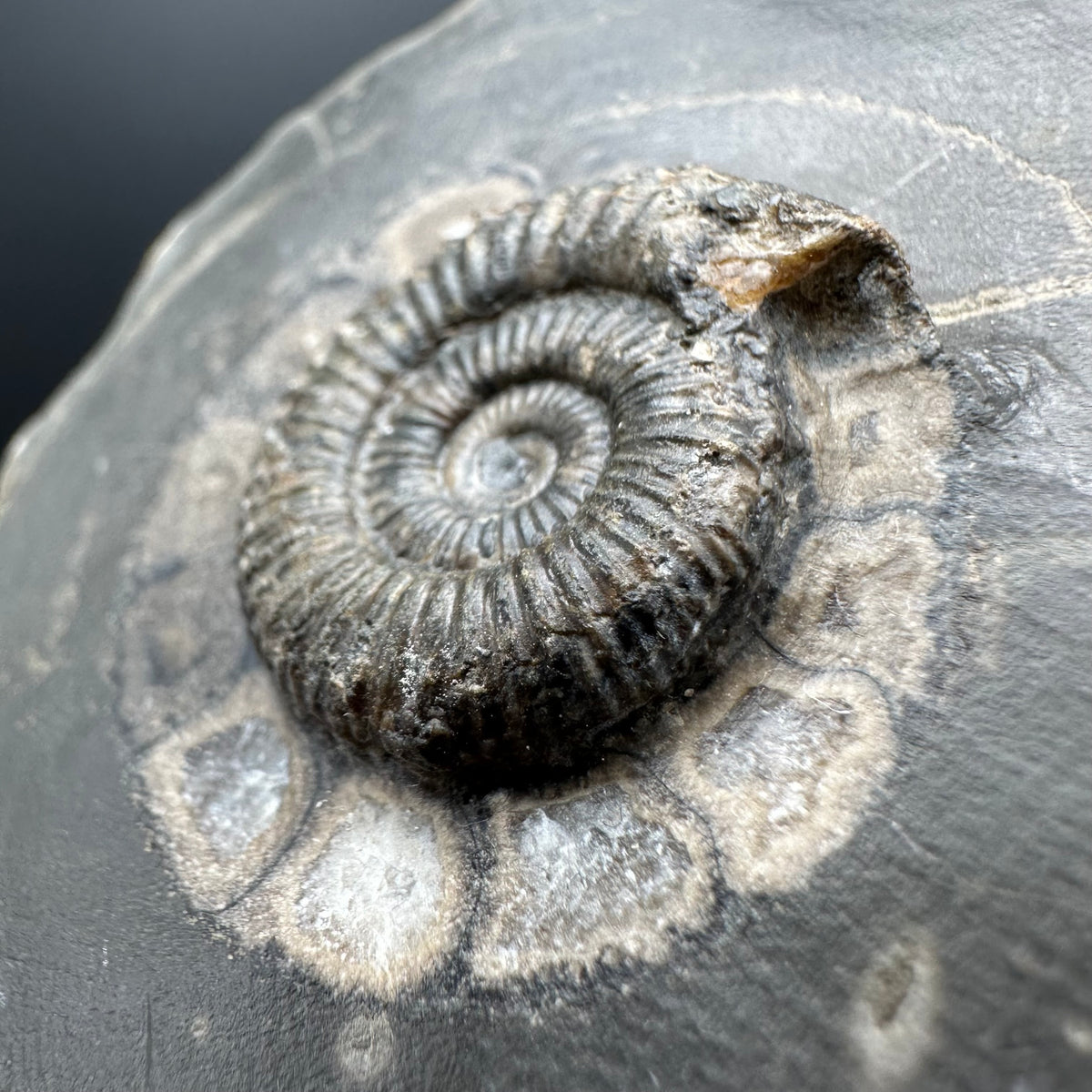 Dactylioceras Ammonite Fossil With box and Stand - Whitby, North Yorkshire Jurassic Coast Yorkshire Fossils