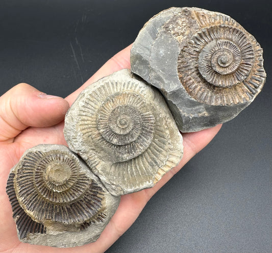 Dactylioceras imprint (negative) bundle ammonite shell fossil with box - Whitby, North Yorkshire, Yorkshire Fossils