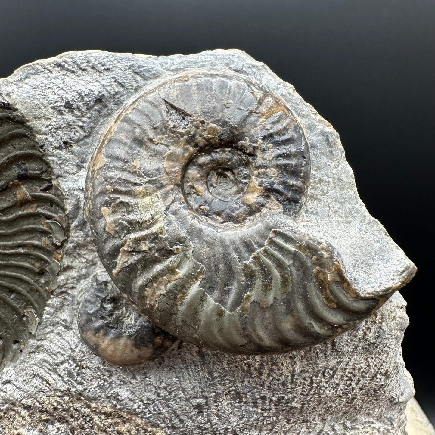 Cleviceras sp. ammonite shell fossil with stand - Whitby, North Yorkshire Jurassic Coast Yorkshire Fossils