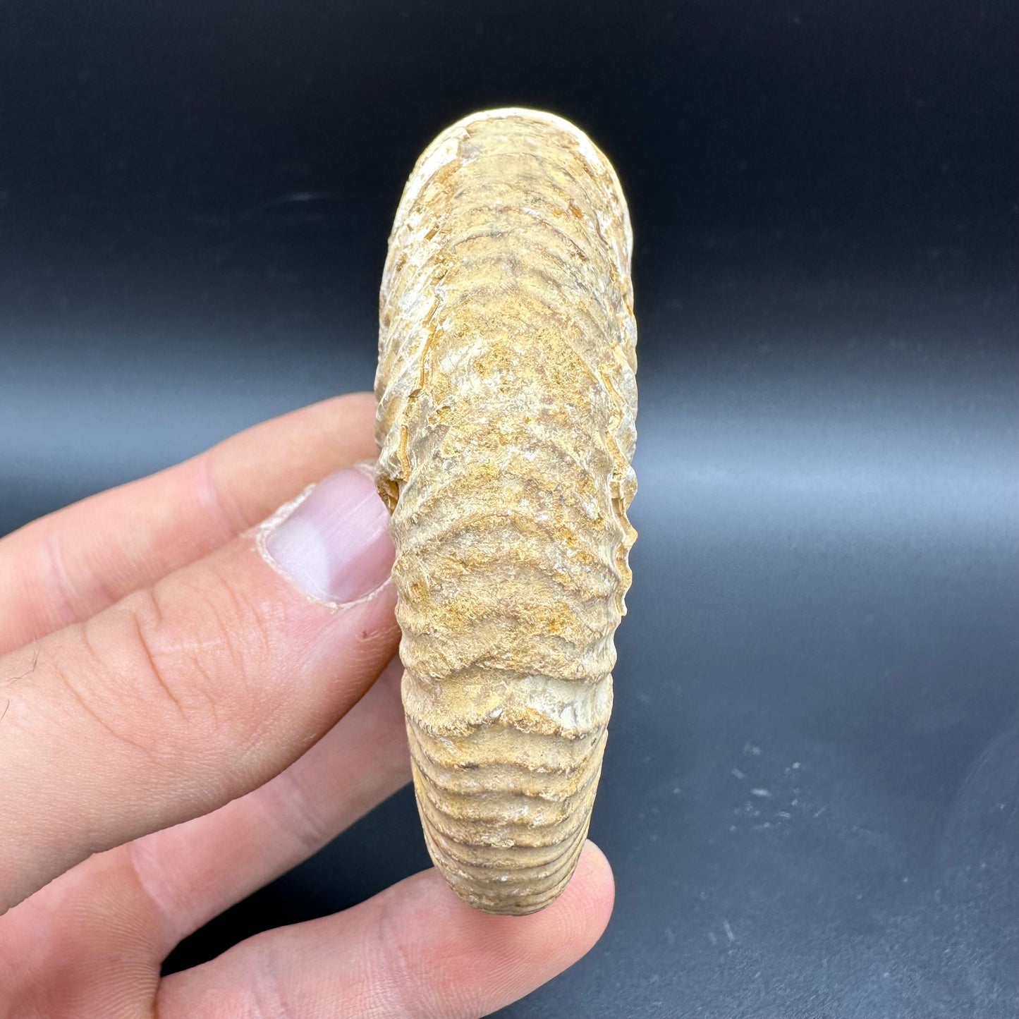 Dichotomosphinctes Ammonite Fossil With Box And Stand - Middle Jurassic Ammonite Madagascar